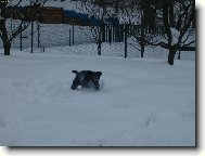 Foxhound