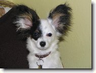 Papillon
