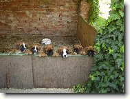 Deutscher Boxer