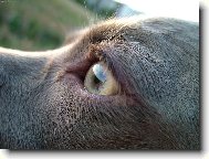 Weimaraner, Weimaraner Vorsterhund