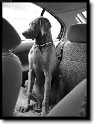 Weimaraner, Weimaraner Vorsterhund