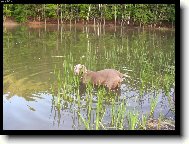 Weimaraner, Weimaraner Vorsterhund