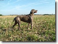 Weimaraner, Weimaraner Vorsterhund