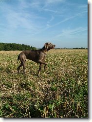 Weimaraner, Weimaraner Vorsterhund