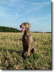 Weimaraner, Weimaraner Vorsterhund