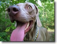 Weimaraner, Weimaraner Vorsterhund