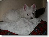 West Highland White Terrier