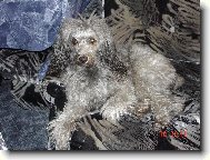 Poodle, Caniche