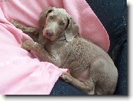 Weimaraner, Weimaraner Vorsterhund