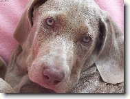 Weimaraner, Weimaraner Vorsterhund