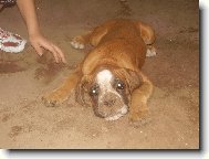 Deutscher Boxer