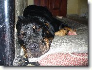 Rottweiler