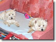 West Highland White Terrier