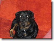 Rottweiler