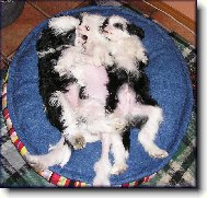 Chinese Crested Dog