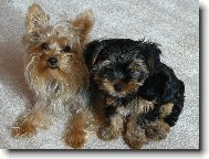 Jorkšírský terier, Yorkshire Terrier,