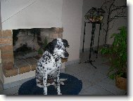 Dalmatinac, Dalmatian