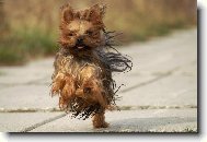 Jorkšírský terier, Yorkshire Terrier,