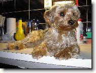 Jorkšírský terier, Yorkshire Terrier,