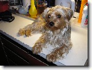 Jorkšírský terier, Yorkshire Terrier,