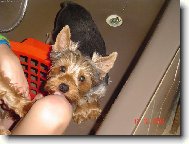 Jorkšírský terier, Yorkshire Terrier,