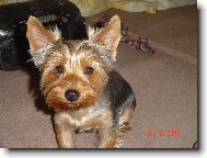Jorkšírský terier, Yorkshire Terrier,