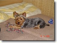 Jorkšírský terier, Yorkshire Terrier,