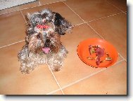 Jorkšírský terier, Yorkshire Terrier,