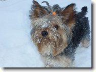 Jorkšírský terier, Yorkshire Terrier,