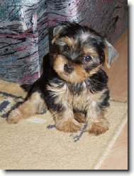 Jorkšírský terier, Yorkshire Terrier,