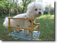 Bichon á poil frisé, Bichon Frise