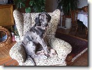 Deutsche Dogge
