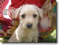 Chinese Crested Dog