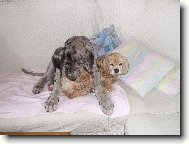Deutsche Dogge