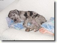 Deutsche Dogge