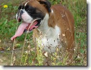 Deutscher Boxer