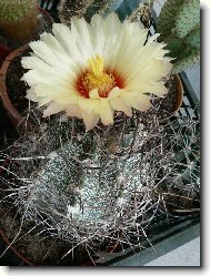 Cactus