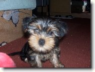 Jorkšírský terier, Yorkshire Terrier,