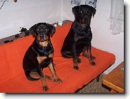 Rottweiler