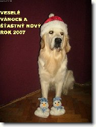 Golden Retriever