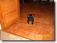 Bouledogue francais, French Bulldog