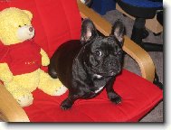 Bouledogue francais, French Bulldog