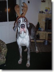 Deutsche Dogge