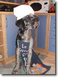 Deutsche Dogge