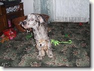 Deutsche Dogge