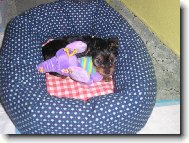 Jorkšírský terier, Yorkshire Terrier,