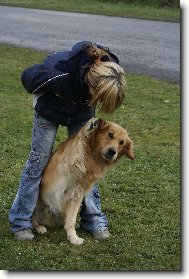 Golden Retriever
