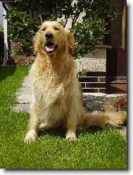 Golden Retriever