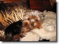 Jorkšírský terier, Yorkshire Terrier,