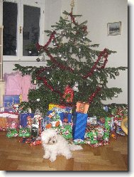 Bichon á poil frisé, Bichon Frise